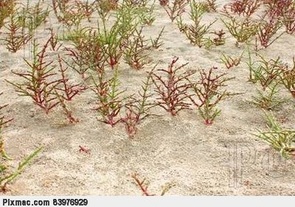 Plants - The Gobi Desert