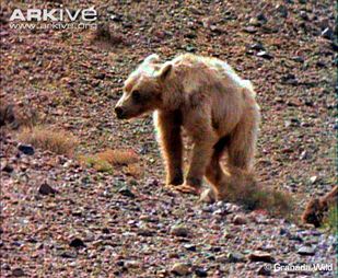 Animals - The Gobi Desert