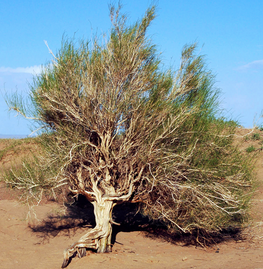 gobi desert plants and animals